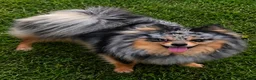 Pomsky dogs for sale: Toy red merle - Ad 24