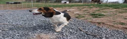 Beagle dogs for sale: Elikhana - Ad 5