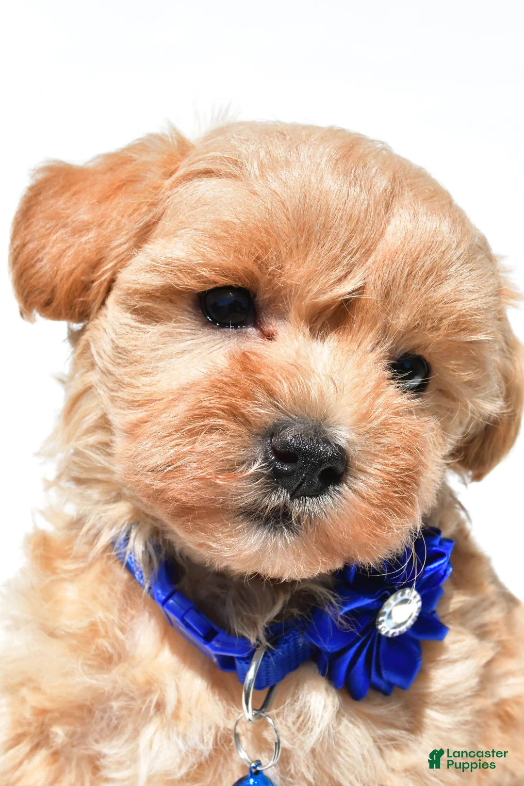 Maltipoo dogs for sale: Kelly f1b - Ad 2