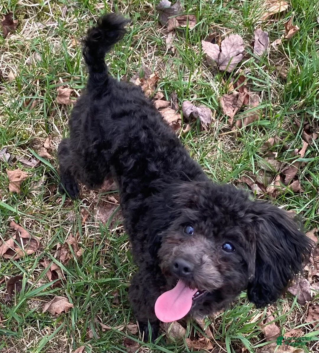 Miniature Poodle dogs for sale: Harry Houdini  - Ad 2