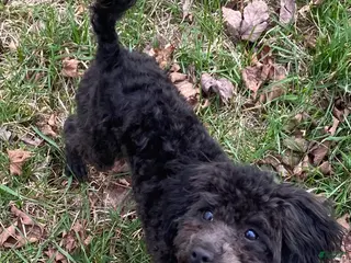Miniature Poodle dogs for sale: Harry Houdini - Ad 1