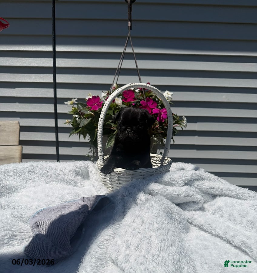 Pug dogs Zeke  - Ad 27