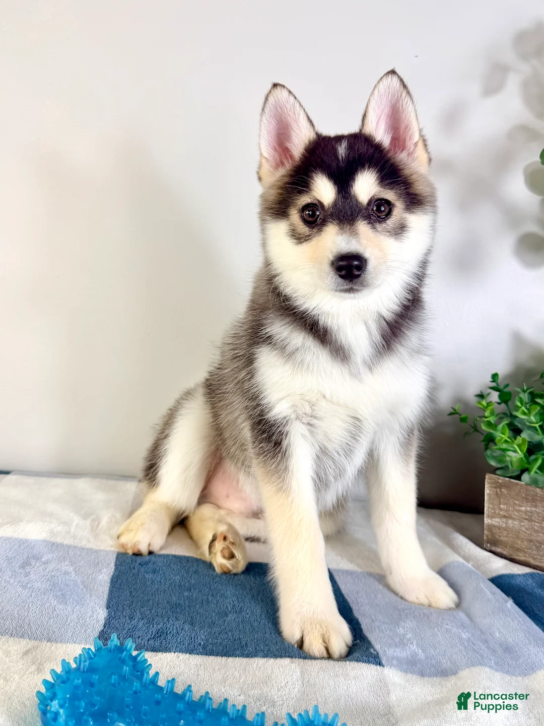 Pomsky dogs for sale: Oslo - Ad 3