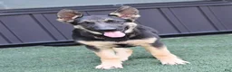 German Shepherd dogs for sale: April - Ad 2