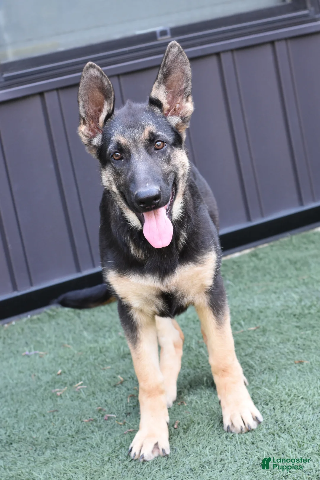 German Shepherd dogs for sale: April - Ad 2