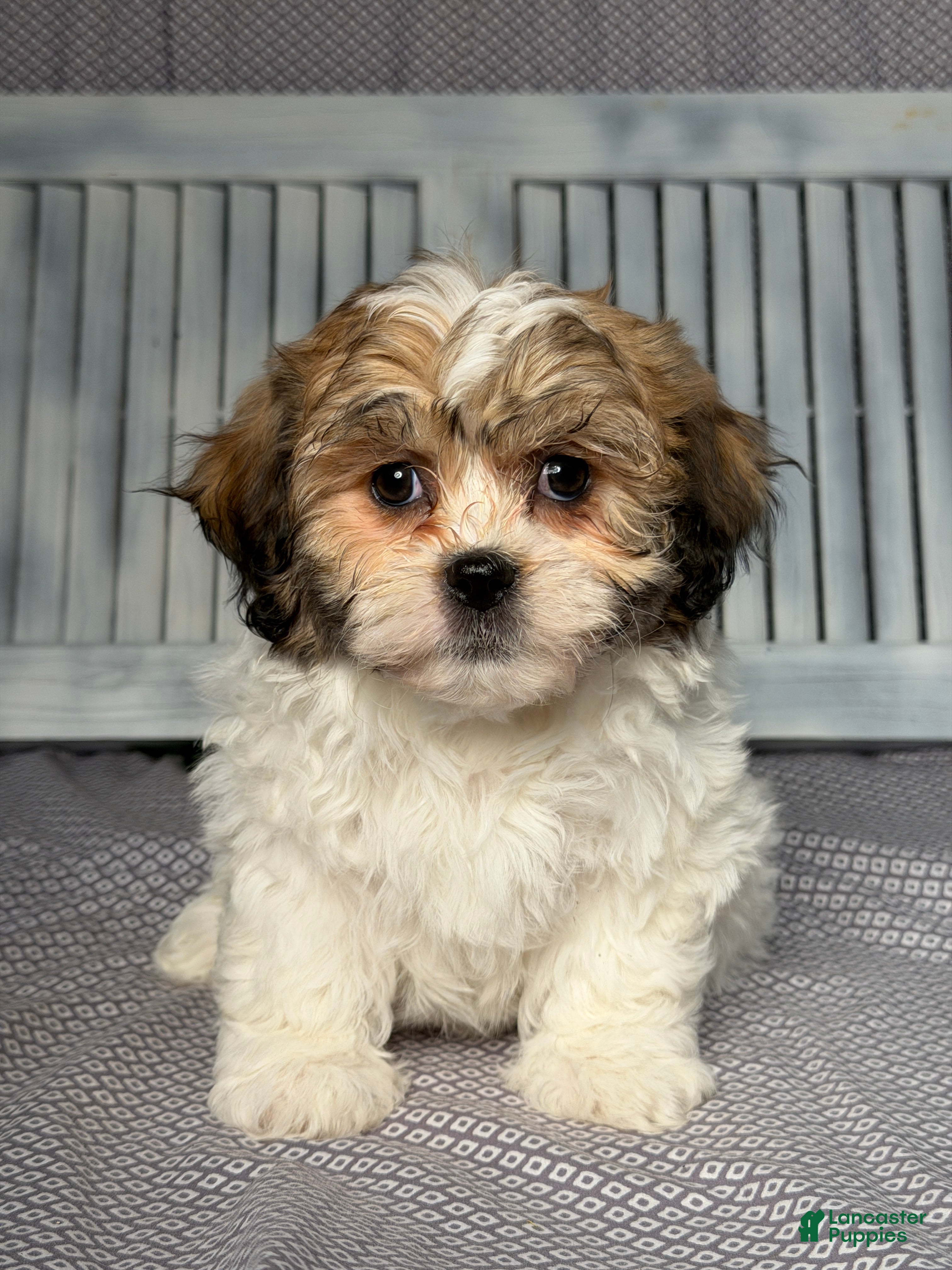 Teddy Bear dogs Millie - Ad 1