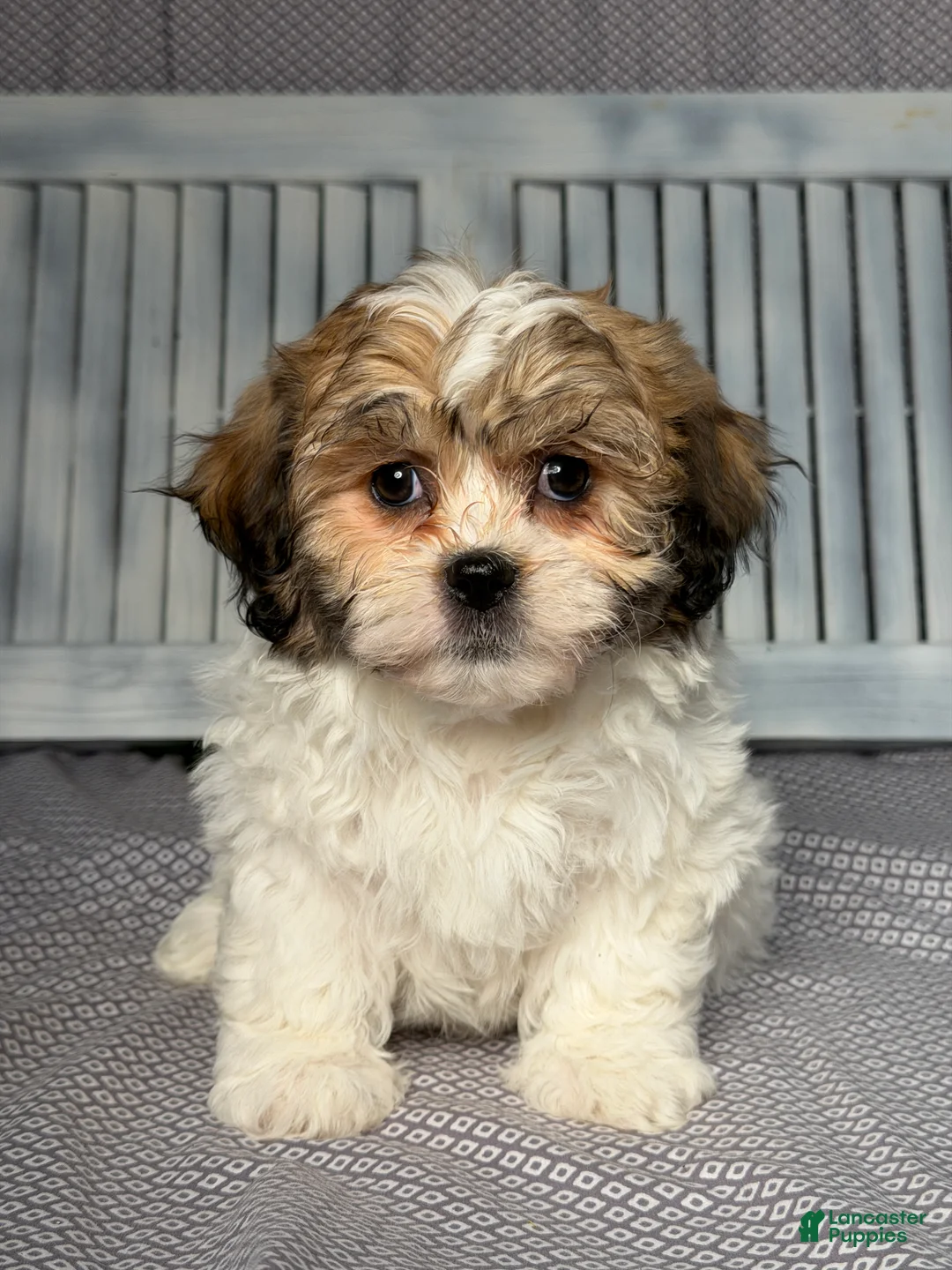 Teddy Bear dogs for sale: Millie - Ad 1