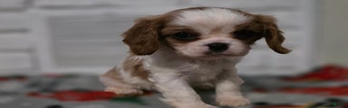 Cavalier King Charles Spaniel Puppy 4