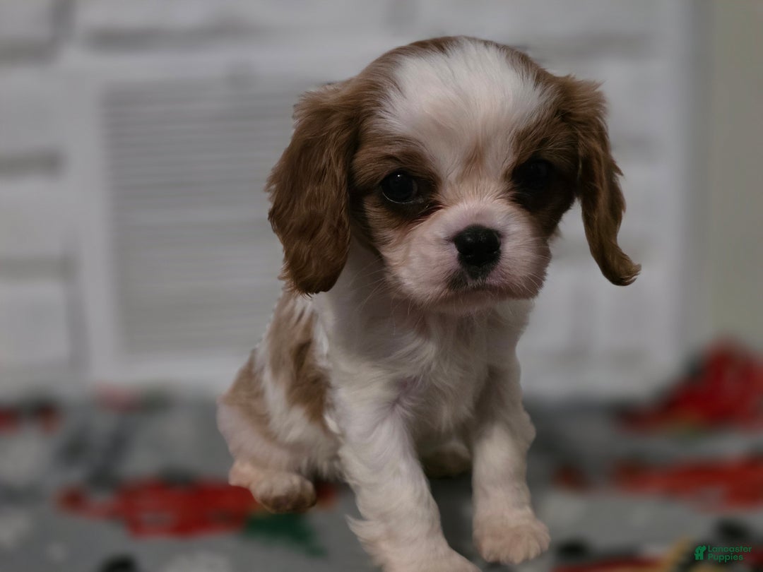 Cavalier King Charles Spaniel dogs for sale: Cavalier King Charles Spaniel Puppy 4 - Ad 1
