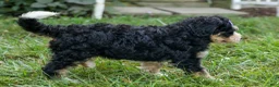 Bernedoodle dogs for sale:  Darla   - Ad 8