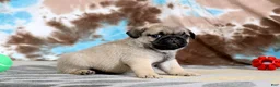 Pug dogs for sale: Carlos - Ad 5