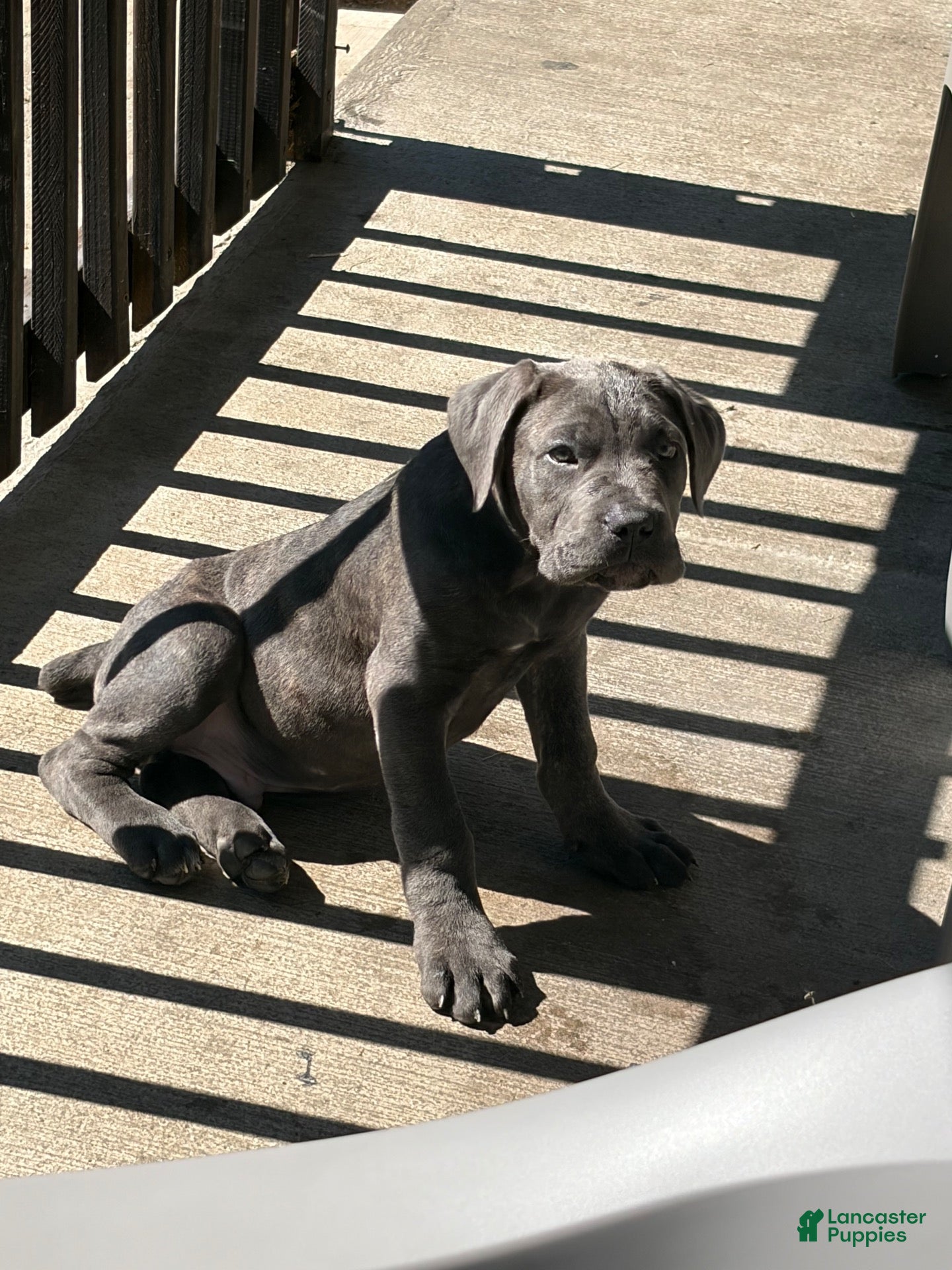 Cane Corso dogs Cane Corso 1 - Ad 1