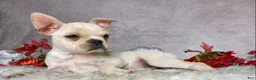 Frenchton dogs for sale: Mr. Oliver  - Ad 11
