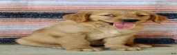 Golden Retriever dogs for sale: Gabbie - Ad 5