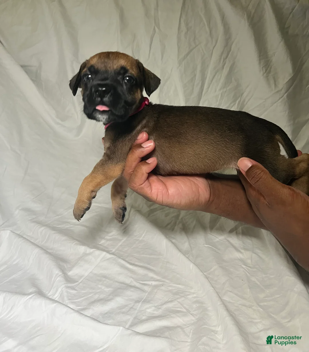 Presa Canario dogs for sale: Presa Canario 6 - Ad 2