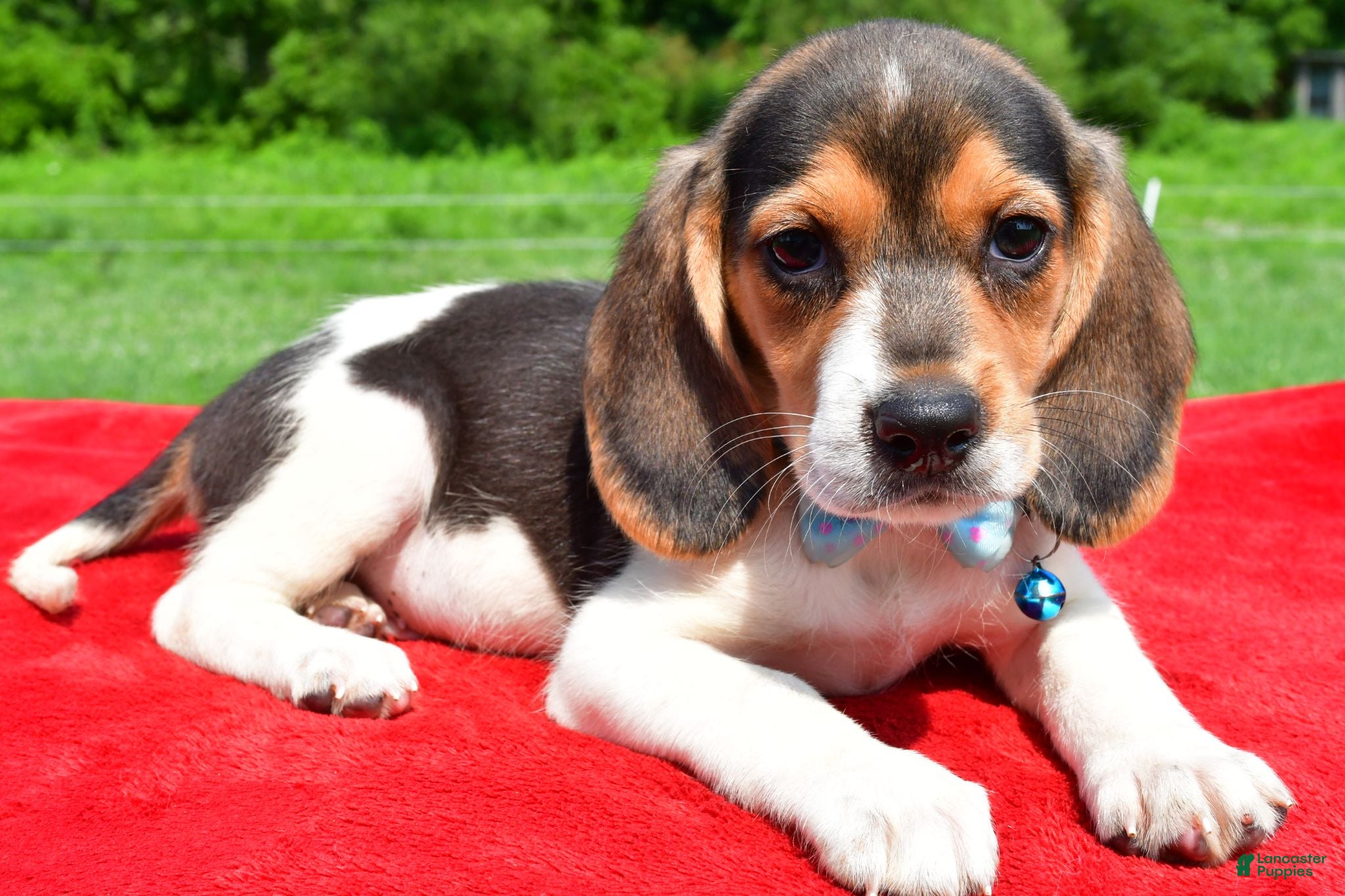Beagle dogs Hickory - Ad 1