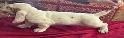 Basset Hound dogs for sale: Swannie - Ad 4