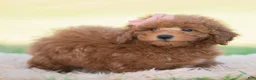 Mini Goldendoodle dogs for sale: Kisses - Ad 3