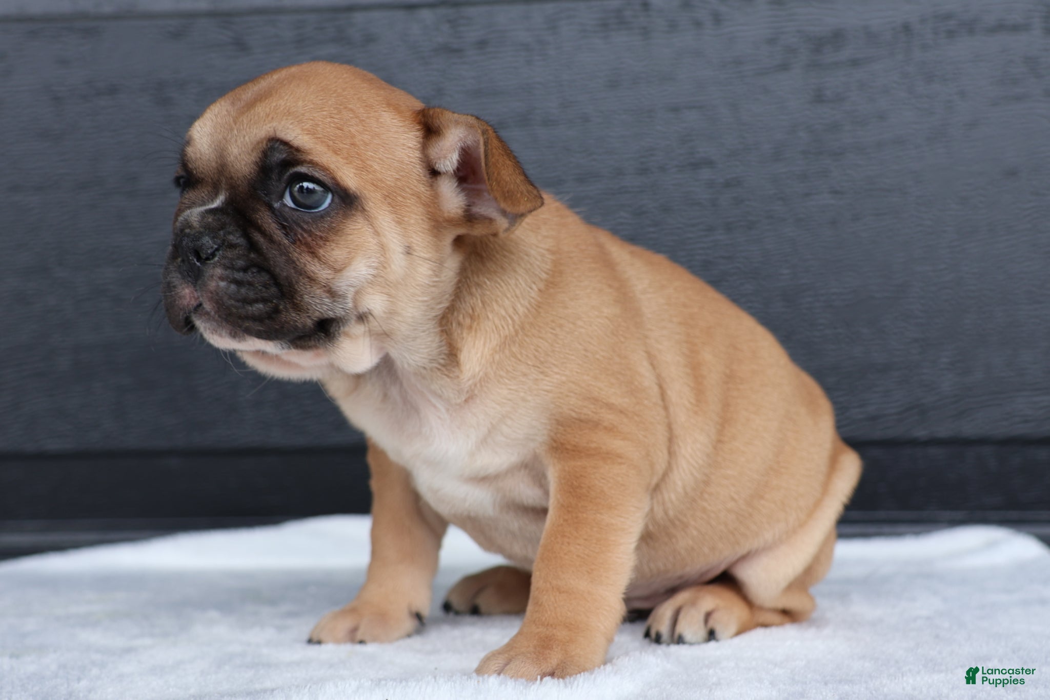 French Bulldog dogs for sale: Ranger - Ad 3