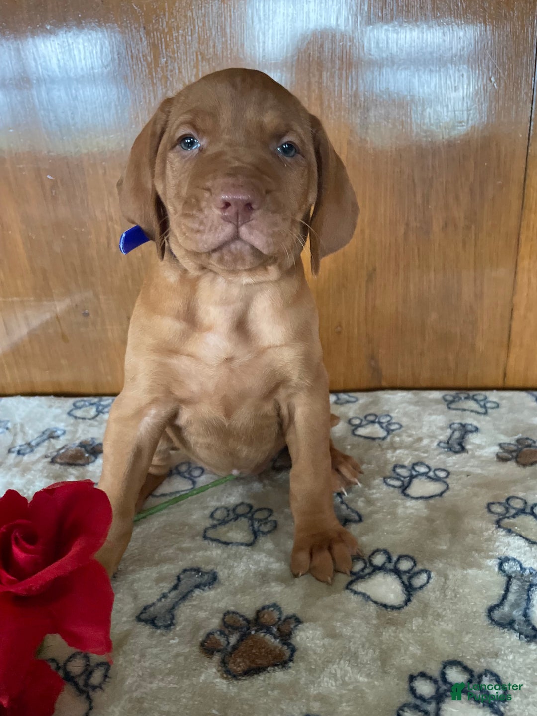 Vizsla dogs for sale: Brandy - Ad 1