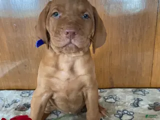 Vizsla dogs Brandy - Ad 11