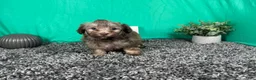 Havapoo dogs for sale: Havapoo 1 - Ad 2