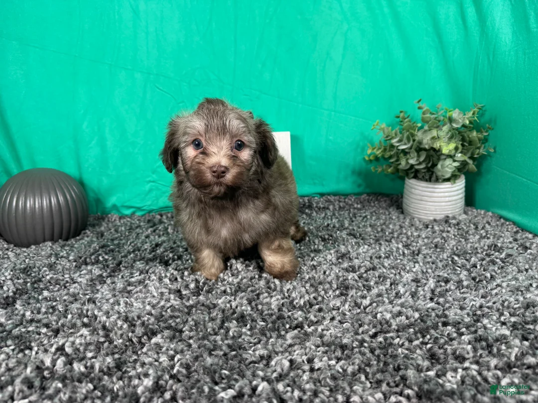 Havapoo dogs for sale: Havapoo 1 - Ad 2