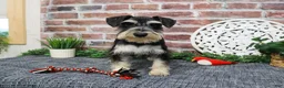 Miniature Schnauzer dogs for sale: Azriel  - Ad 3