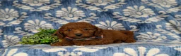Miniature Poodle dogs for sale: Rico - Ad 3