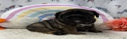 English Bulldog dogs for sale: Zeva - Ad 1