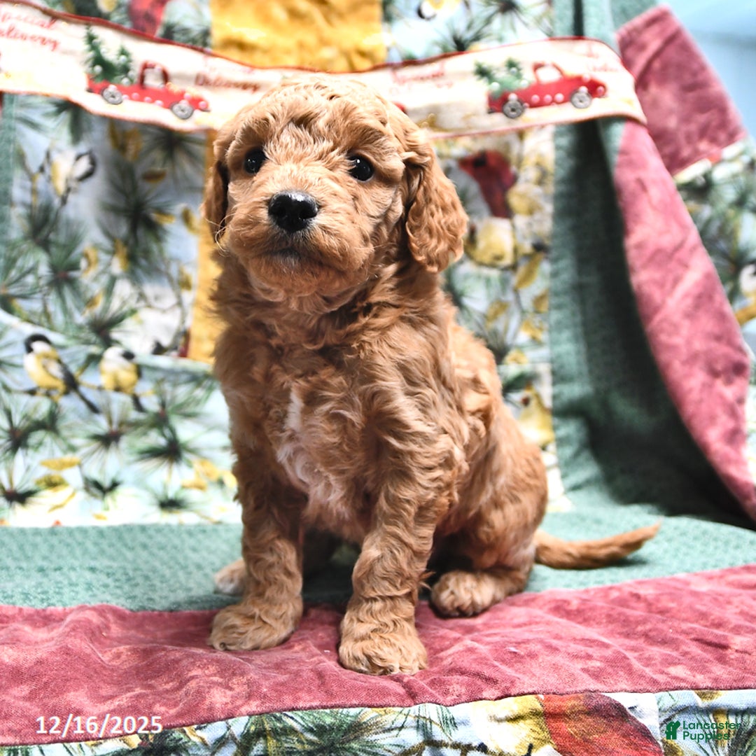 Goldendoodle dogs for sale: Mindy - Ad 4