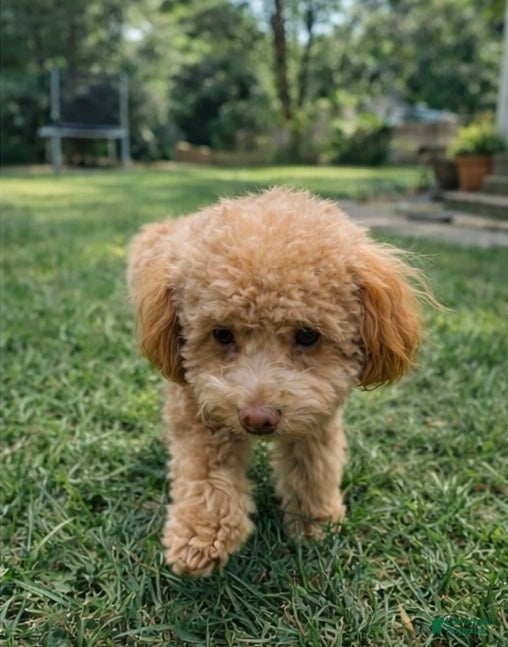Toy Poodle dogs Cherrie - Ad 2