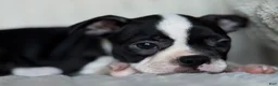 Boston Terrier dogs for sale: Boston Terrier 2 - Ad 4