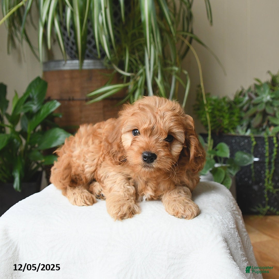 Cavapoo dogs for sale: Lincoln - Ad 3