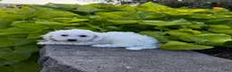 Bichon Frise dogs for sale: Bradley  - Ad 6