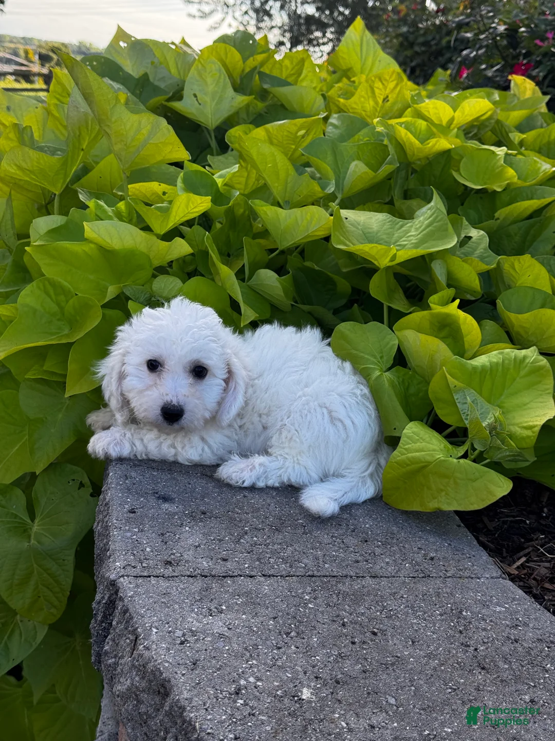 Bichon Frise dogs for sale: Bradley  - Ad 6