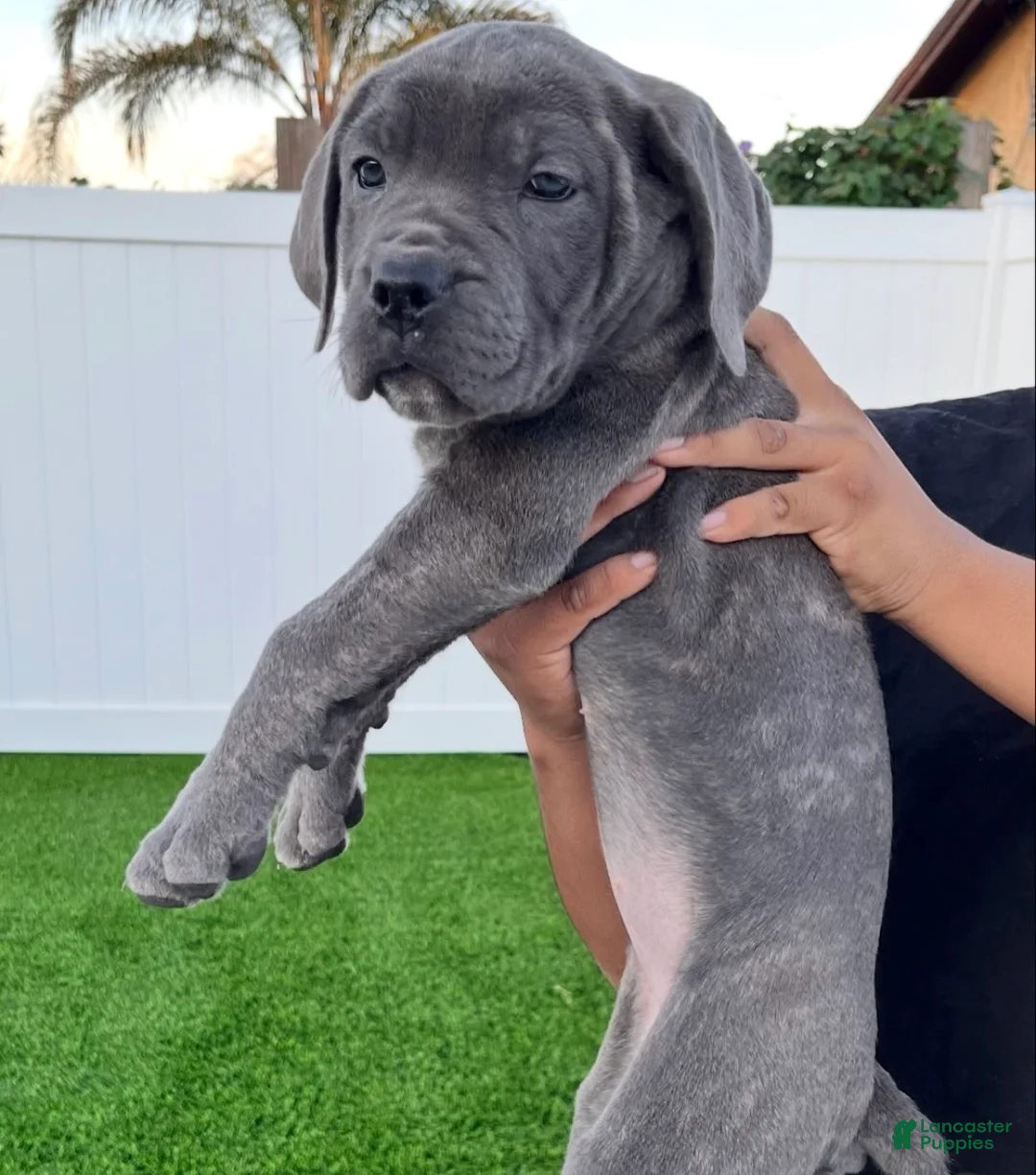 Cane Corso dogs for sale: Athena - Ad 9
