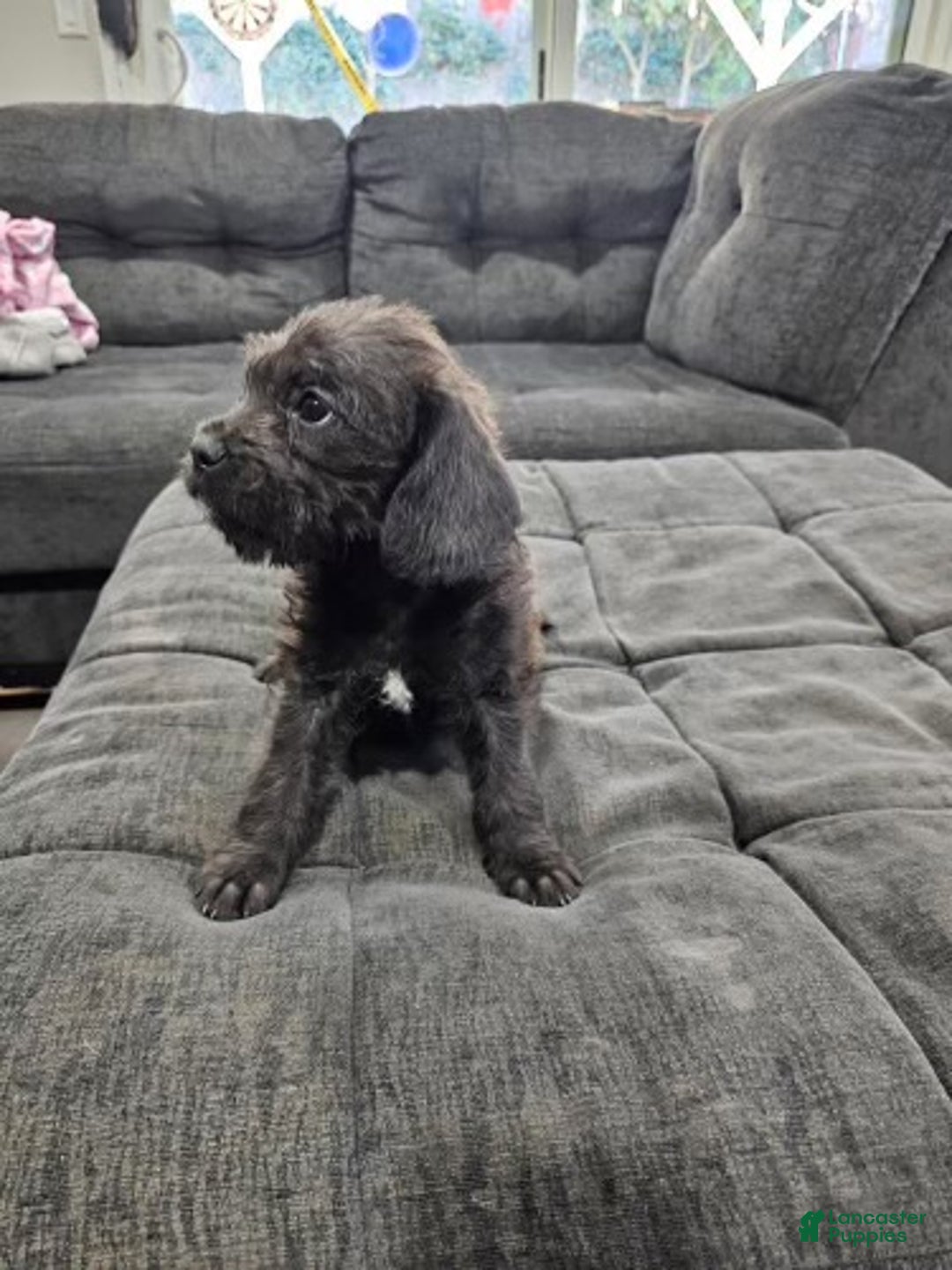 Mixed Breed dogs for sale: Pepper - Ad 2