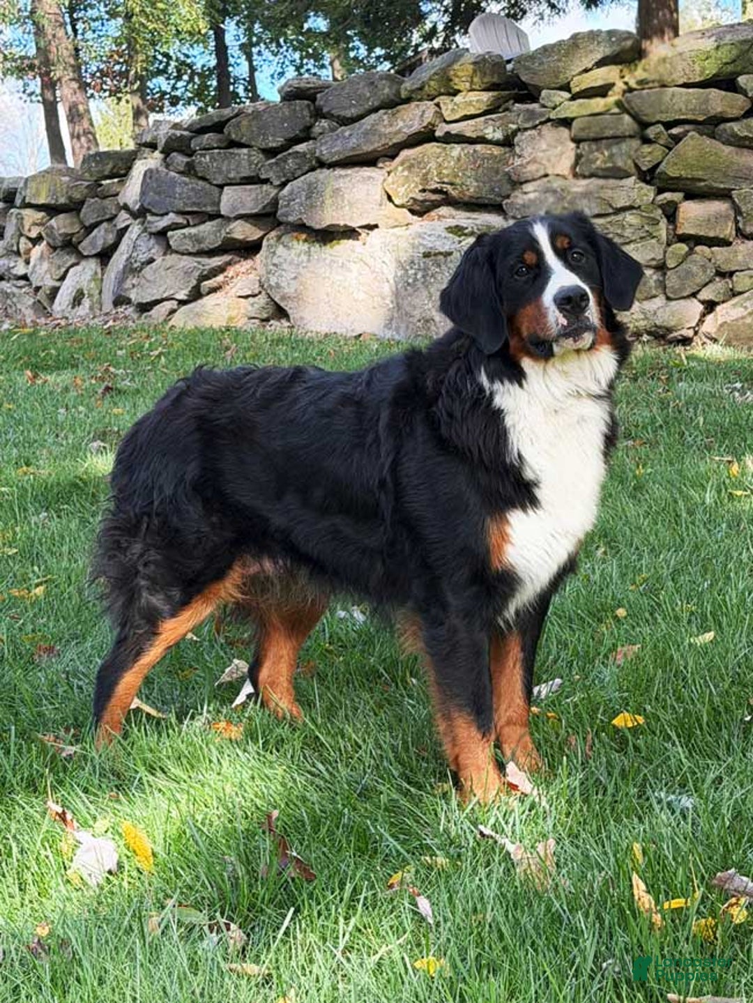 Mini Bernedoodle dogs for sale: Angelica - Ad 5