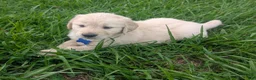 Golden Retriever dogs for sale: Teddy - Ad 3