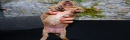 Miniature Dachshund dogs for sale: Miniature Dachshund Puppy 5 - Ad 10