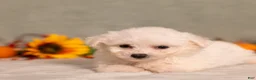 Bichon Frise dogs for sale: Quiet - Ad 4