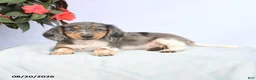 Miniature Dachshund dogs for sale: Hershey - Ad 3