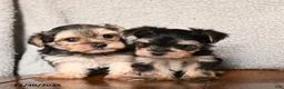 Morkie dogs for sale: Mr. Bill - Ad 14