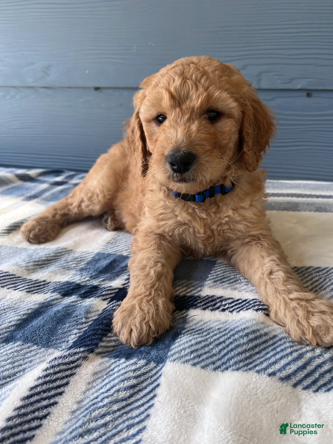 Goldendoodle dogs for sale: The Little Adventurer - Ad 2