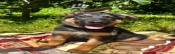German Shepherd dogs for sale: Luke - Ad 2