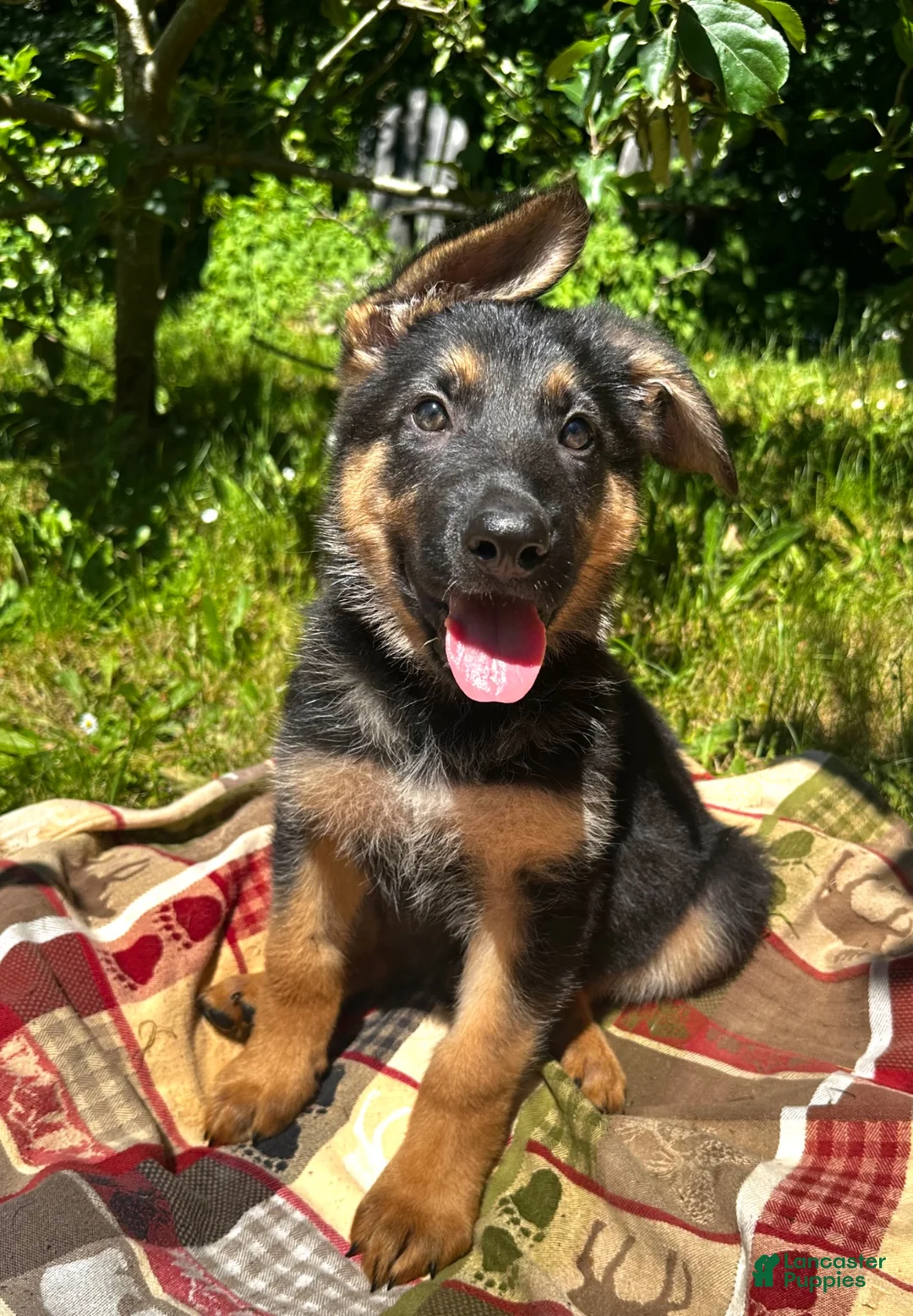German Shepherd dogs for sale: Luke - Ad 2