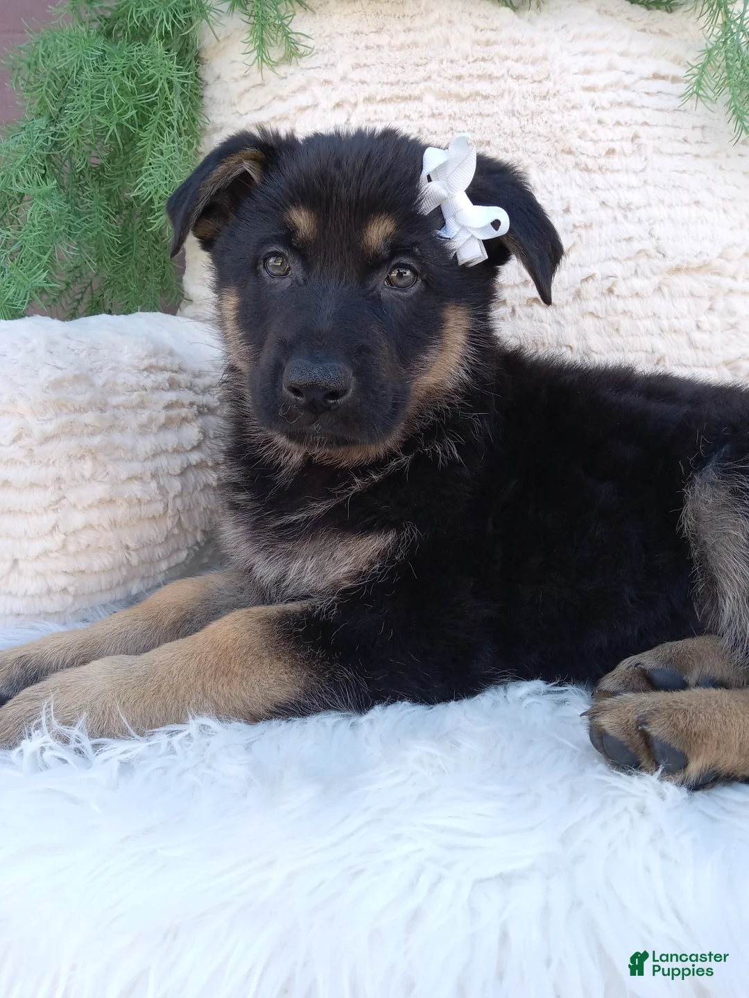 German Shepherd dogs for sale: Daisy  - Ad 1