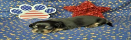 Miniature Dachshund dogs for sale: AKC Levi - Ad 3
