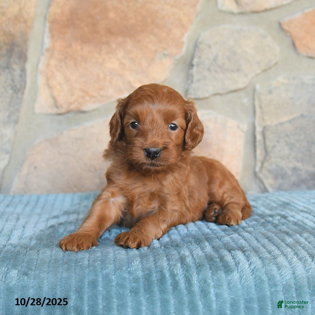 Mini Goldendoodle dogs for sale: Sirius - Ad 9